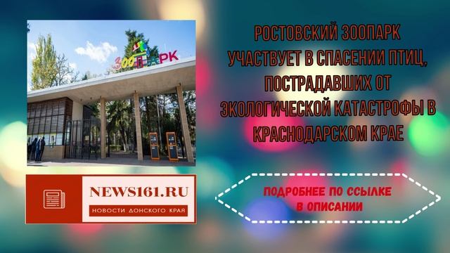 Ростовский зоопарк участвует в спасении птиц, пострадавших от экологической катастрофы в Краснодарск