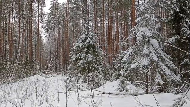 Снегом белым-белым.