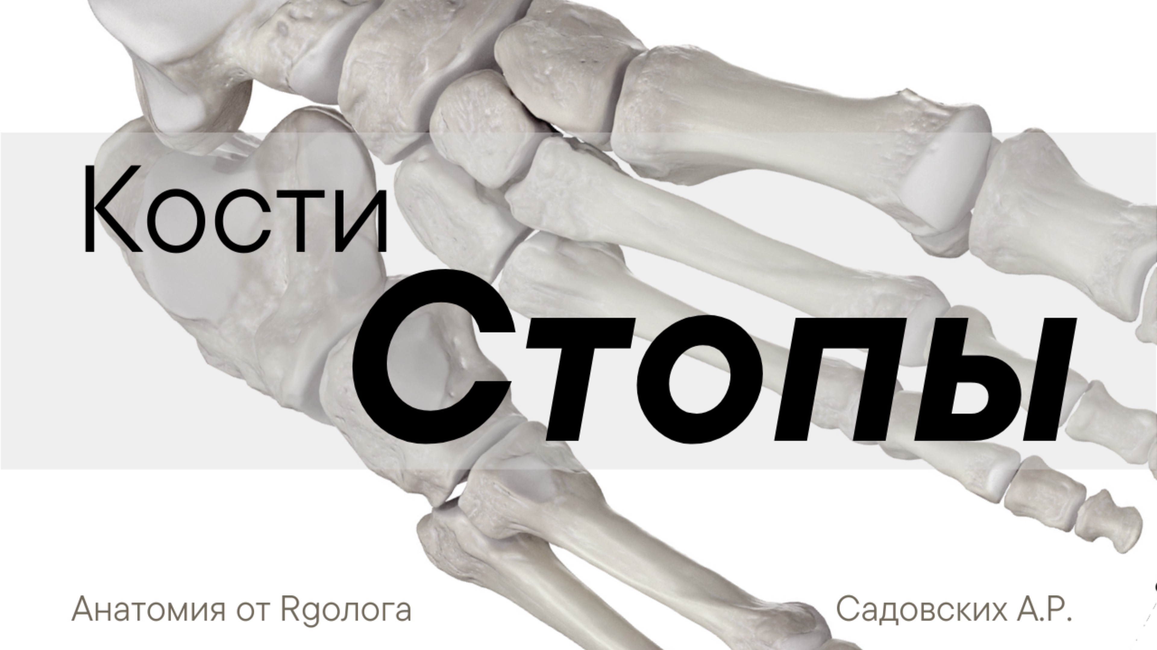 Кости стопы