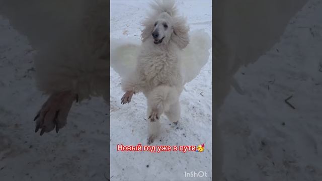 Новый год уже в пути🥳