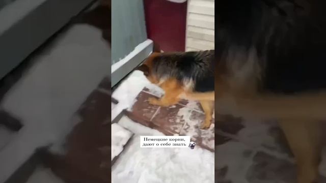 мем