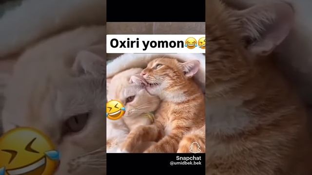 Хамма эр хотинларда буладиган гаплар