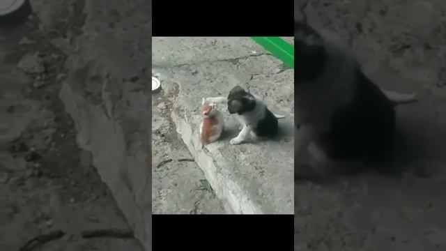 Лапусечки)))))))