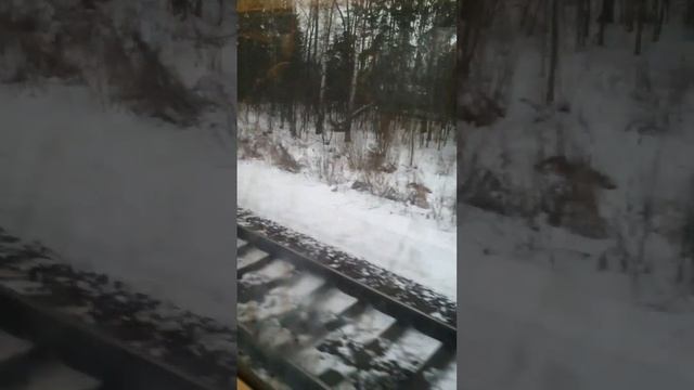 2024-12-30 ФРЕЙМИНГОВЫЕ ВКЛЮЧЕНИЯ