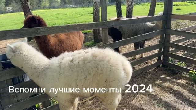 Конец 2024 года! Лето где-то в деревни...Всем спасибо)