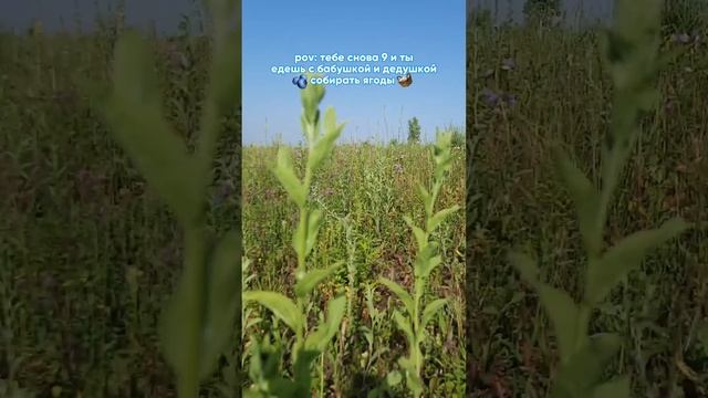 признавайтесь, кого флешбекнуло на "сваты"?