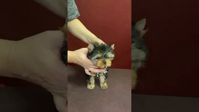 VID_20241225132439.mp4