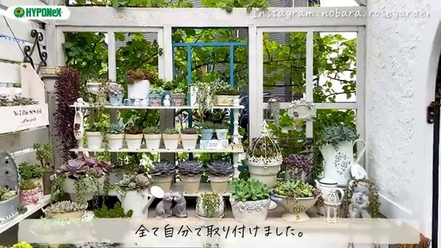 🕊Garden Tour🕊103：アイスバーグや白いクレマチスをアイアン扉に誘引したガーデンハウス、駐車場を利用したフロントガーデン、小さな庭で造るナチュラルガーデンからなるお庭 (360p).mp4