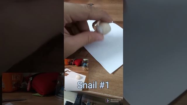 I found 2 fossil of snail