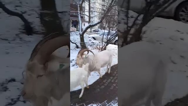 🐐Бутовские козы снова на прогулке - ничего не меняется🐐