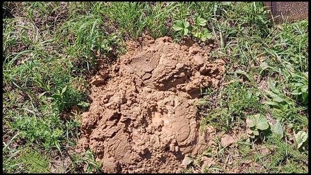 Абиссинская скважина в Северном Протасово