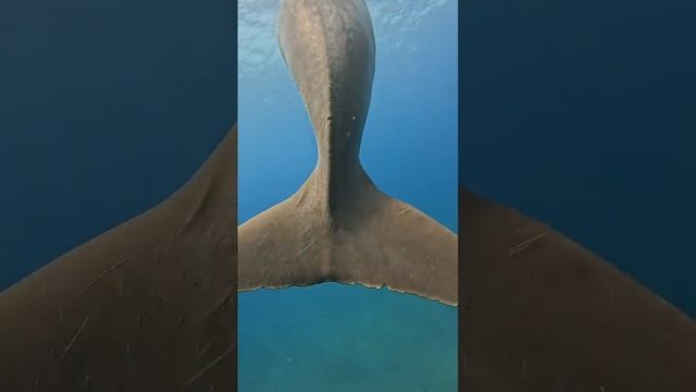 Подводный мир