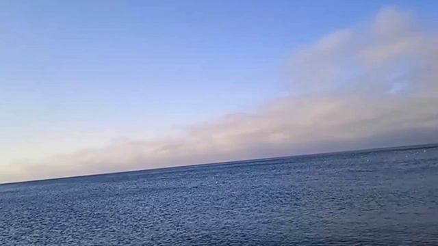 Пляж Сукко. Утки и прочая дичь. 30 декабря 2024 года.