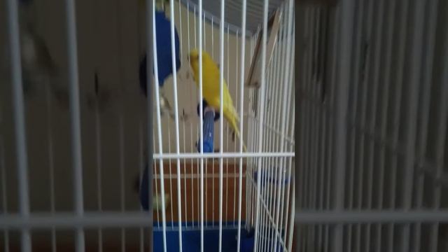 Аудио запись для попугая