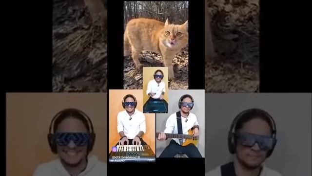 #кот_который_поет 👍🤪🫶