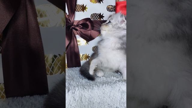 Красавица Манчкин long Misty ❤️ https://vk.com/okcats_40
Inst: @okcats_40  W.App/Tlg 89953272000 💌