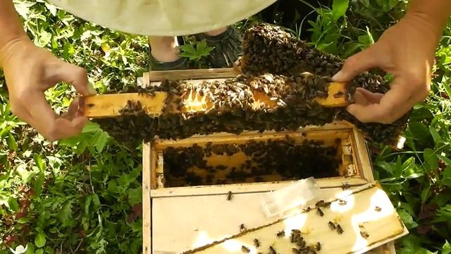 Продажа матки из нуклеуса