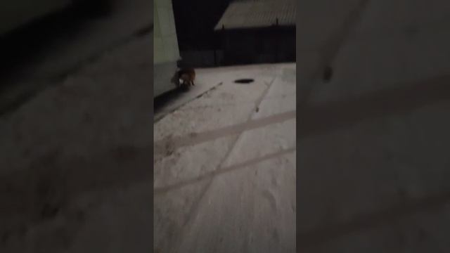 приехала красотка хитропопая