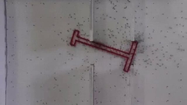 Муравьи решают проблему