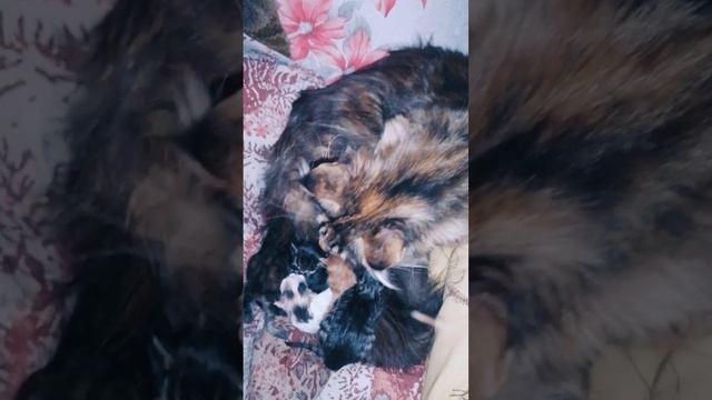 Мася окотилась, принесла котят.