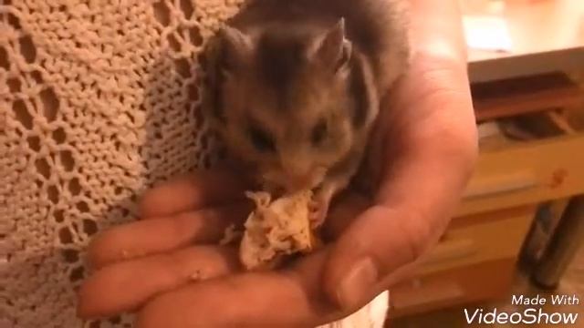 Поедание курицы