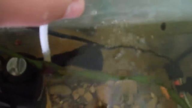 убираем шум помпы и компрессора  в аквариуме