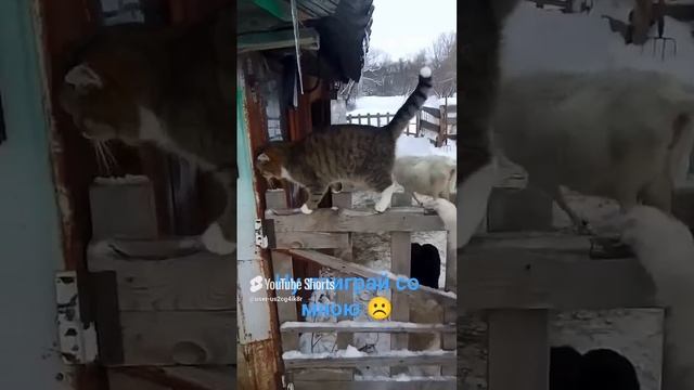 Дружные🐕🐈