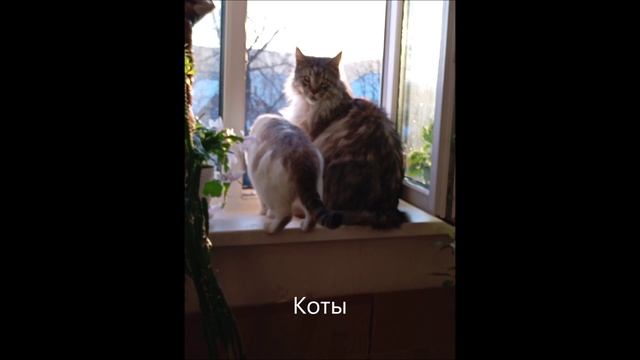 Кот