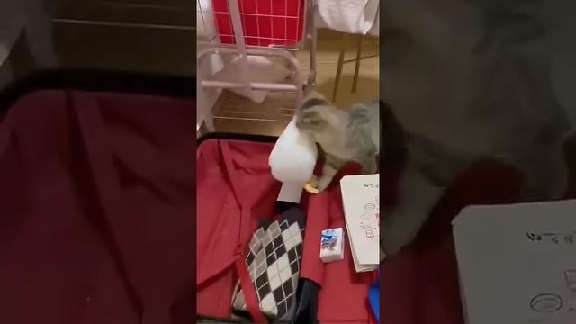 На каникулы со своей игрушкой 😂