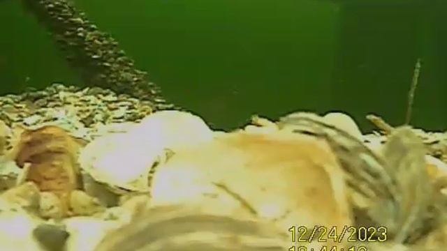 1000035890.mp4Воога.30.12.2024г.