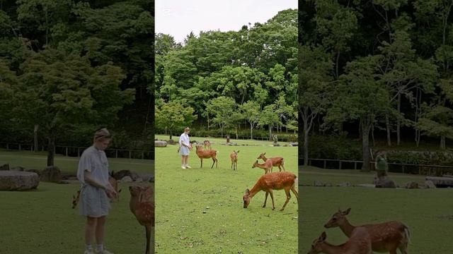 Nara, Japan 2024 #travel