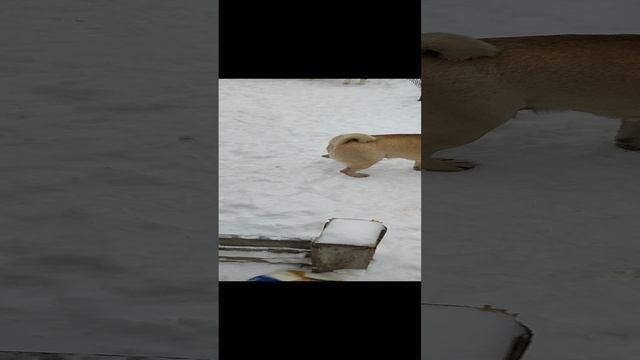 Собачий футбол на передержке. Арчи, Бакс, Уголёк