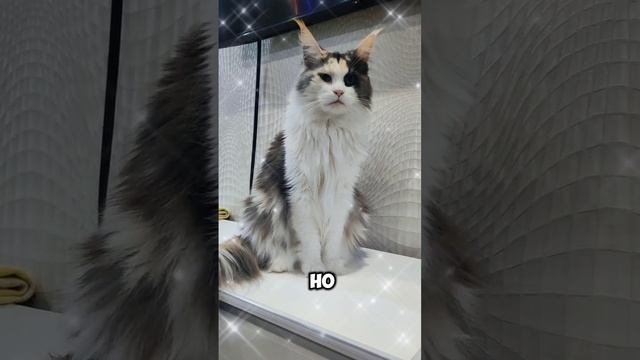 Кто главный в доме?! #мейкун #cat #мейнкун #котик #кот #юмор #мяу #кошки