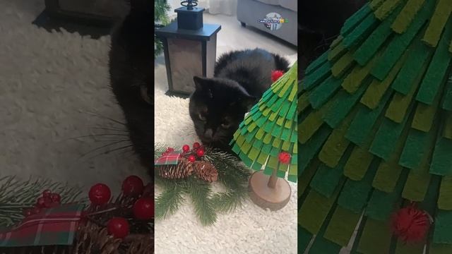 Завтра видео в нашем Яндекс-дзен канале будет ИНТЕРЕСНЫМ!😸 НЕ ПРОПУСТИТЕ!😺🎄 |Симка и Алиса Rutube