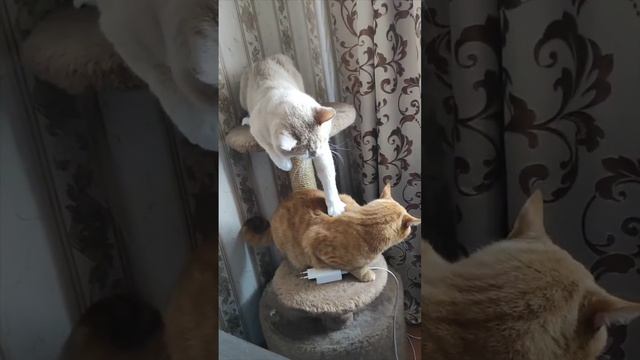 Ну же! Давай поиграем! #cat #дружба #игра