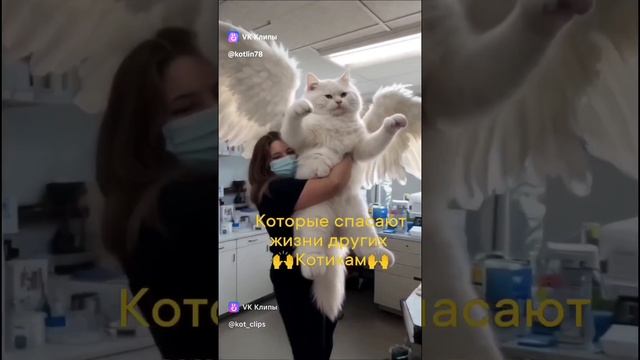 #котыДонорыКровиСанктПетербург