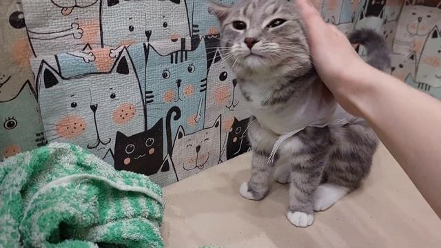 Кошечка из зооотеля ждёт хозяина.