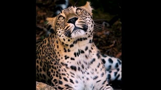 Кошечки, только совсем не домашние