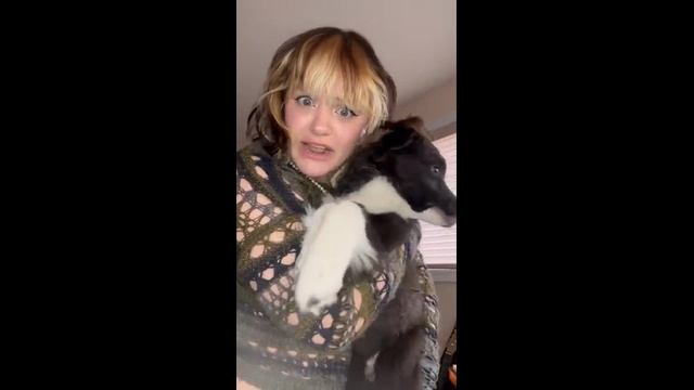 Puppy Approved Song