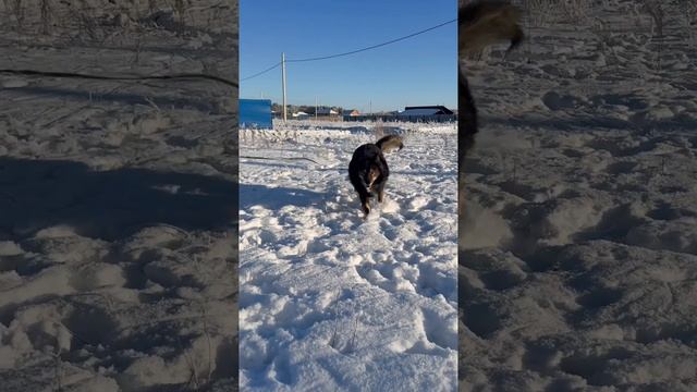 🤗🎄 Предновогодний приветик всем из шлет из дома Генри, бывший обитатель ПП "Ковчег" 💖