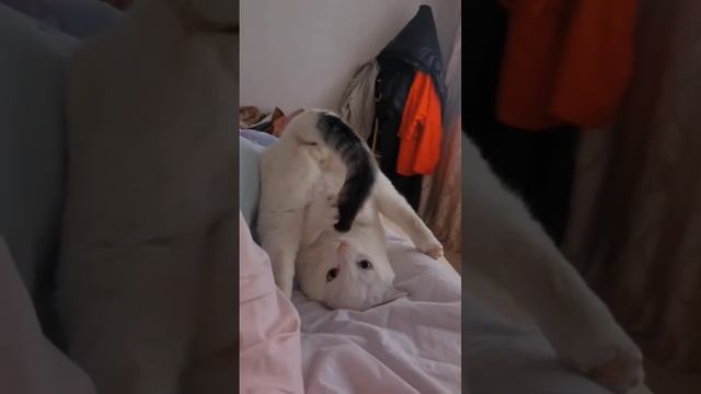 Кот акробат😂