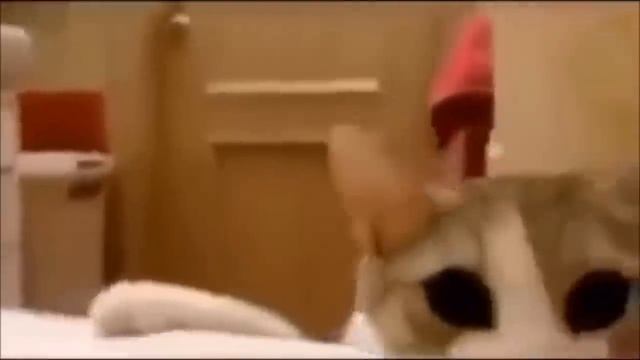 Кошка думает, что хозяйка тонет в ванной! Ее реакция покорила всех!