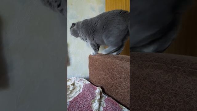 Шотландская вислоухая кошка Бус