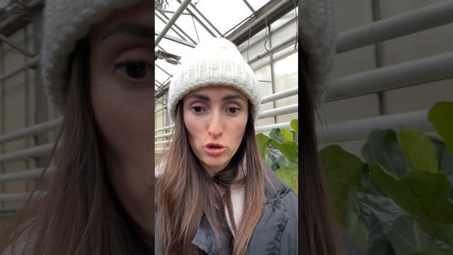 #базарастений #оптоваябаза #ратенияоптом #комнатныерастения