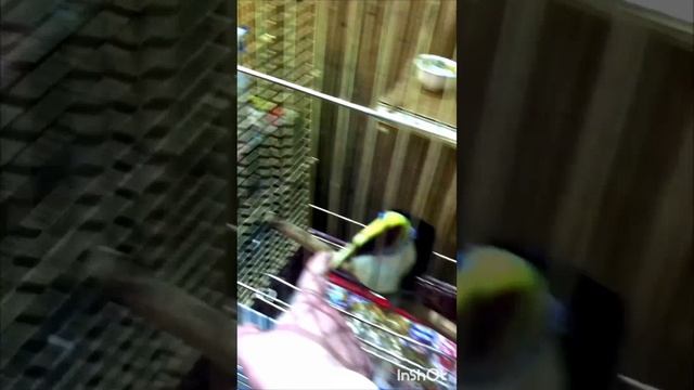 Тукан птица тропических лесов.
