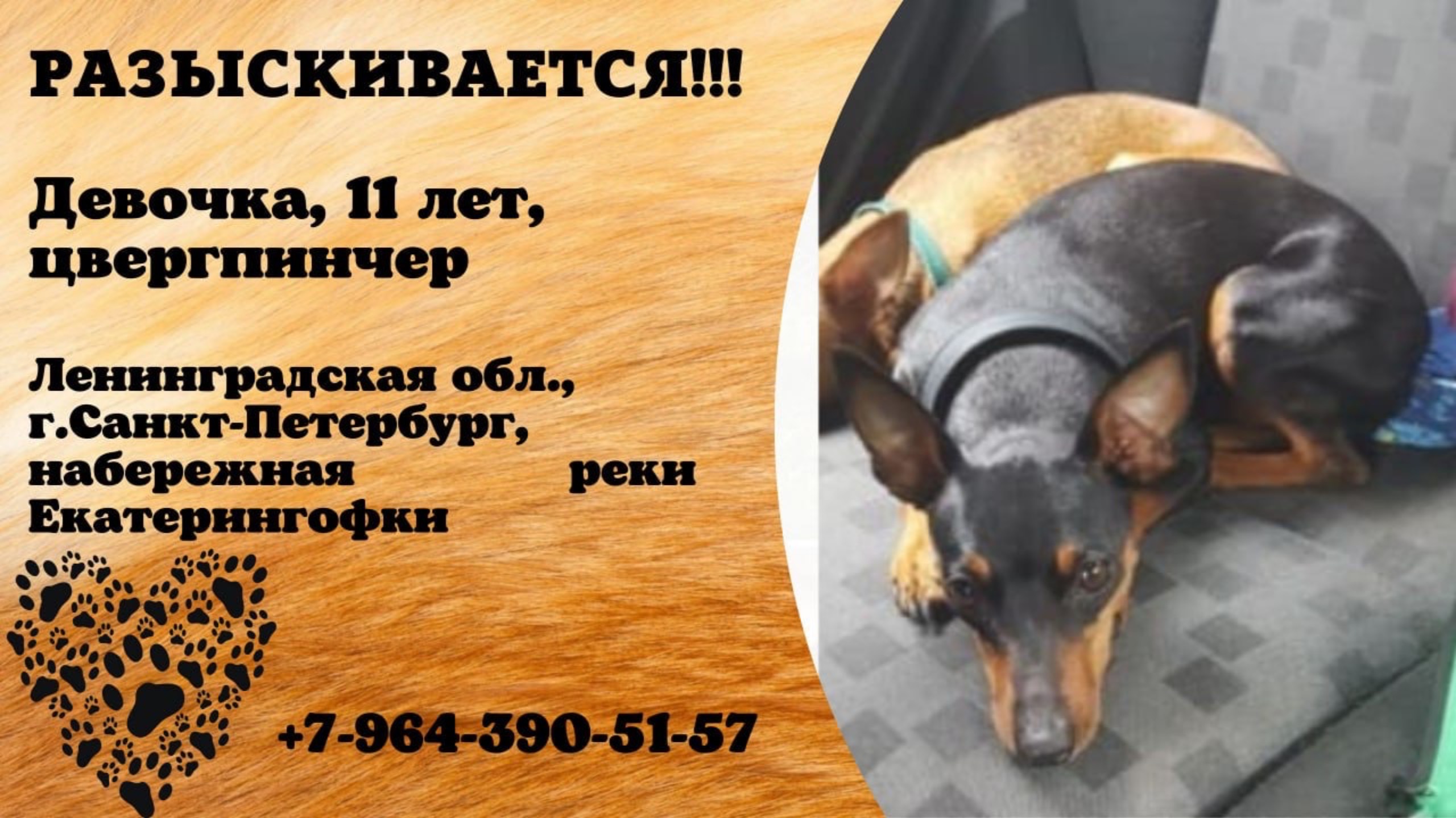 Пропала собака! Девочка. 11 лет, цвергпинчер. Ленинградская обл., г.Санкт-Петербург.