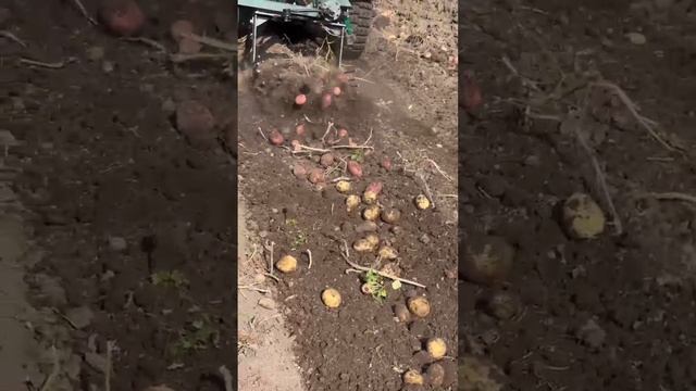 Самодельный картофелекопалка "Утиный хвост" копаю картошку