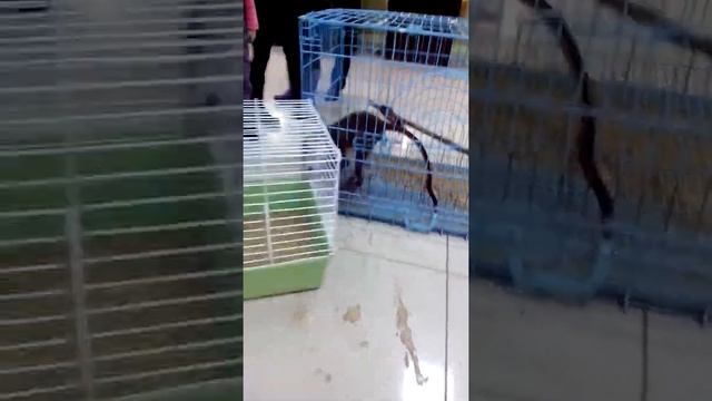 Мартышка Кристина, кролик мой!!!