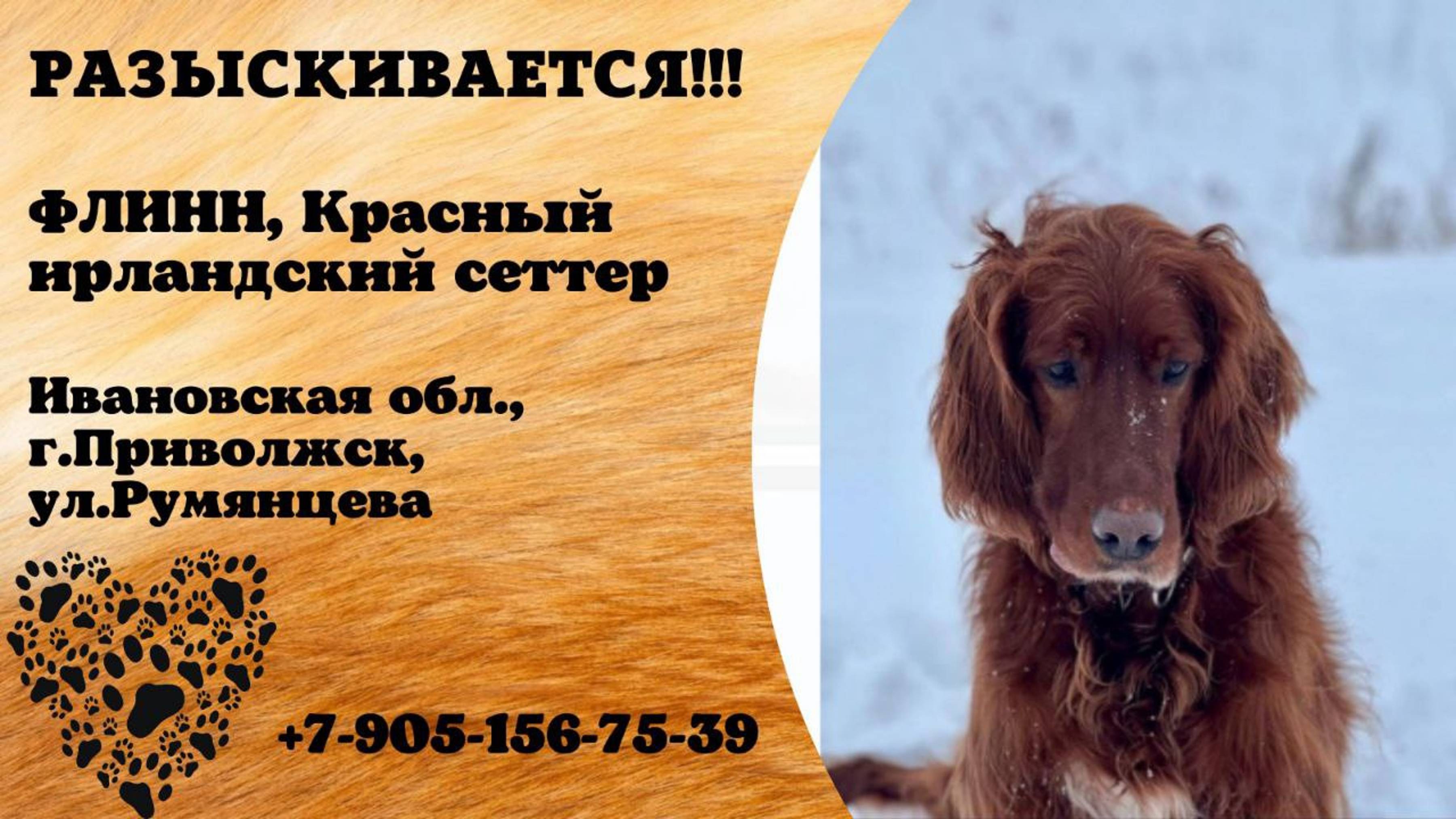 Пропала собака! ФЛИНН. Красный ирландский сеттер. Ивановская обл, г. Приволжск