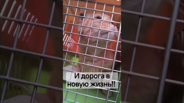 Лис, путь домой.mp4